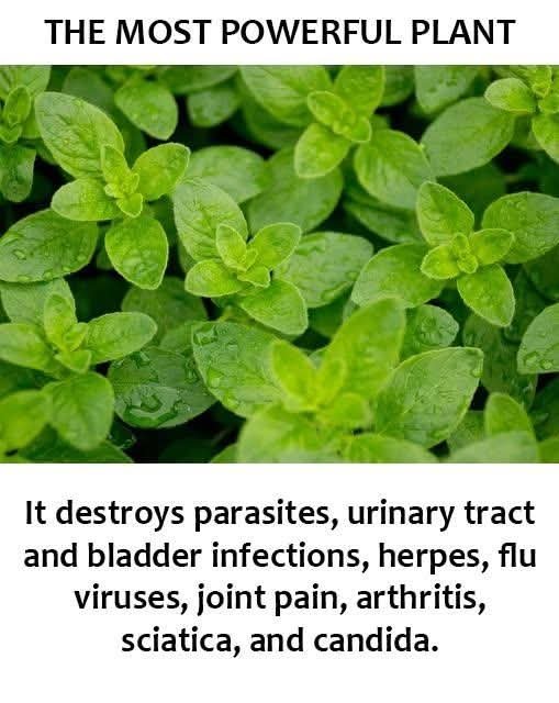 Moringa Elixir – The Miracle Green FB_IMG_1762770221176